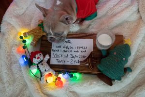 Dog's christmas wishlist